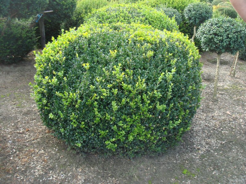 Самшит купить саженцы из питомника {2}