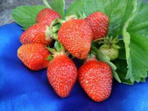 Клубника "ФЕСТИВАЛЬНАЯ" (6 шт.)
